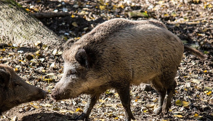 Подаден е сигнал за отглеждани домашни прасета в квартал „Средна кула“