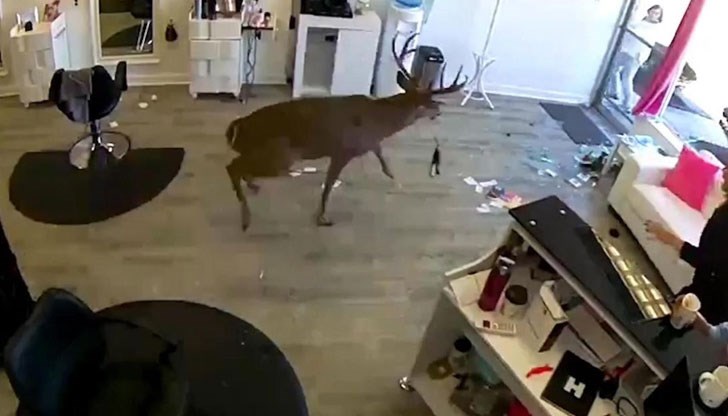 В салон за красота влетява елен, който ранява клиент