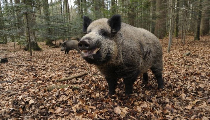 Вирусът на болестта е установен след взета проба от диво прасе, намерено мъртво в габровското село Гергини