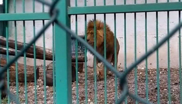 Експертите са установили, че мъжки лъв е с наранена предна дясна лапа