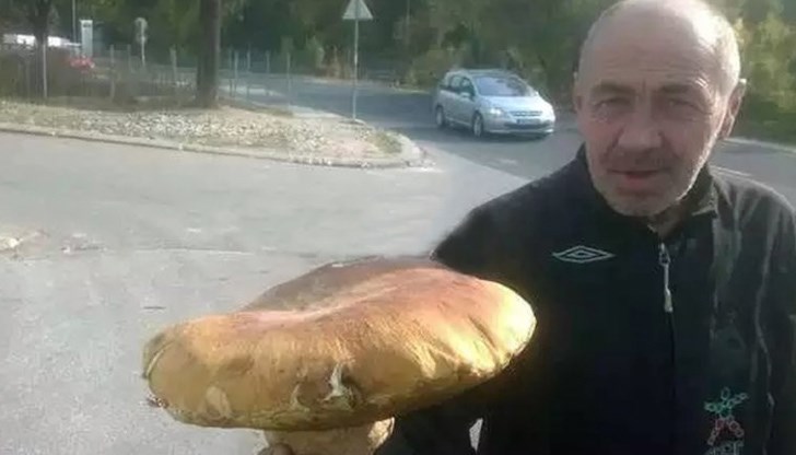 Находката тежи 1,820 кг, открита е от опитния гъбар Росен Кордов