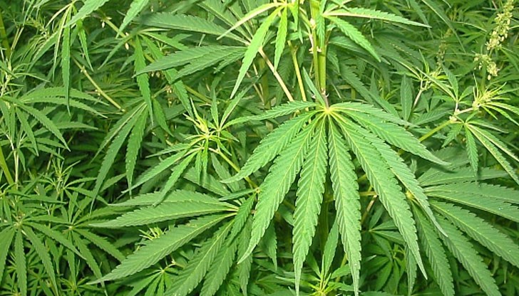 В имота на мъжа са открити 11 засадени растения и 300 грама суха зелена тревиста маса В имота на мъжа са открити 11 засадени растения и 300 грама суха зелена тревиста маса