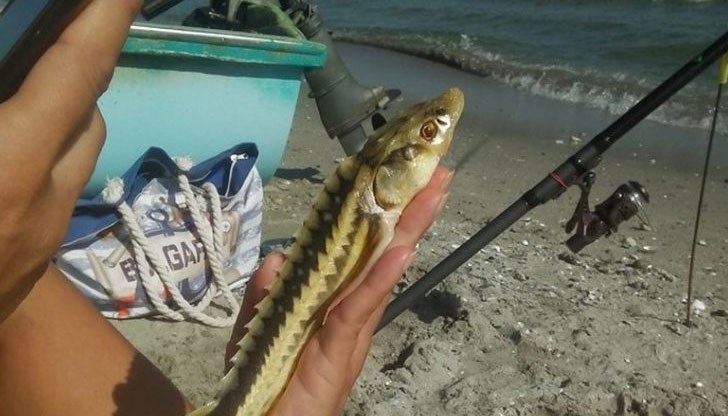 Рядката риба предизвика дискусия Рядката риба предизвика дискусия