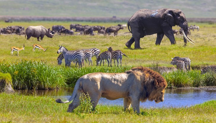 Над 5500 вида птици, бозайници, влечуги и земноводни са обект на законна и незаконна търговия по света Над 5500 вида птици, бозайници, влечуги и земноводни са обект на законна и незаконна търговия по света