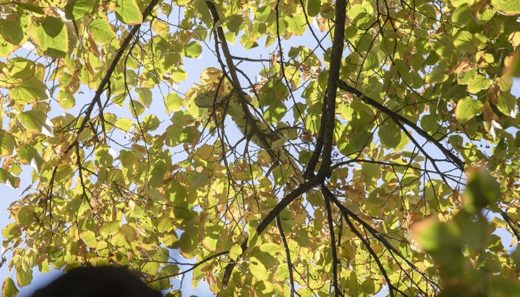 Влечугото е прегледано и нахранено и е настанено в зоологическата градина