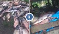 Бракониерски улов на тонове риба в язовир Камчия