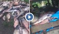 Бракониерски улов на тонове риба в язовир Камчия