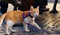 ЕС се обяви против слагането на каишки на домашните котки