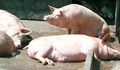 Край на свинската чума в Русе