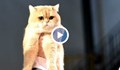 Български котарак стана световен шампион