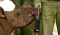Заловиха бракониери, избили 100 носорога в Африка