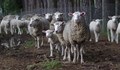 "Луда овца" се разпространява в Румъния