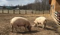 Мерките срещу свинската чума удрят дребните производители и стопаните на село