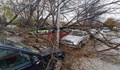 Огромен клон се стовари върху 4 коли в Пловдив