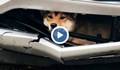 Куче се заклещи в бронята на автомобил
