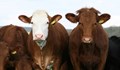 Фермер сложи очила за виртуална реалност на кравите си