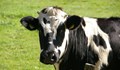 Глобалното затопляне пречи на кравите да се разгонват