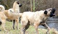 Кангали изяждат ловни кучета в Родопите