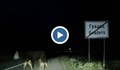 Мъж се размина на косъм от опасен сблъсък с крави