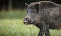 Нови огнища на Африканска чума по свинете в Югозапада