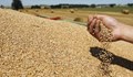 България е 11-а в света по износ на пшеница