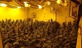 Откриха подземна плантация за марихуана в Сърбия