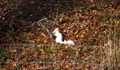 Рядък вид бяла катеричка откриха в Шотландия