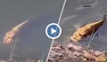 Риба с "човешко лице" плува в китайско езеро