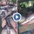 Бракониерски улов на тонове риба в язовир Камчия