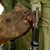 Заловиха бракониери, избили 100 носорога в Африка
