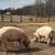 Мерките срещу свинската чума удрят дребните производители и стопаните на село