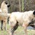 Кангали изяждат ловни кучета в Родопите