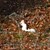 Рядък вид бяла катеричка откриха в Шотландия
