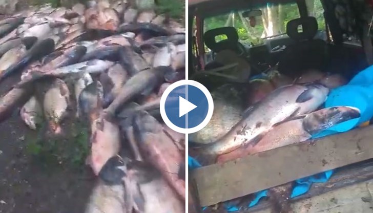 На кадрите се вижда огромно количество риба, разпиляно преди да бъде качено в товарен автомобил