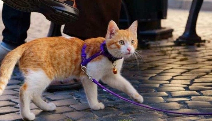 Европейската комисия оповести, че е защитник на свободното им придвижване.