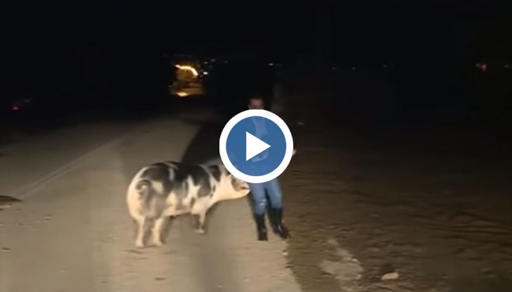 Репортерът изкрещя, че същото прасе го е преследвало цял ден и е искало да го ухапе