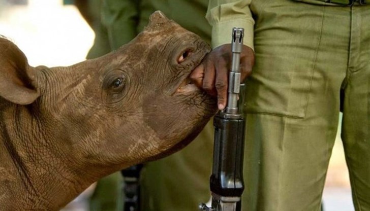 Търсенето на рог на носорог се подхранва предимно от потребителите в Китай и Виетнам