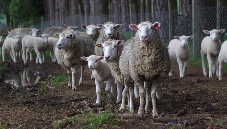 Стопаните веднага да уведомят ветеринаря, ако забележат странно поведение на животно в стадото