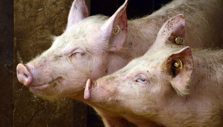 Ветеринарният лекар ще се сменя като джипито - два пъти в годината