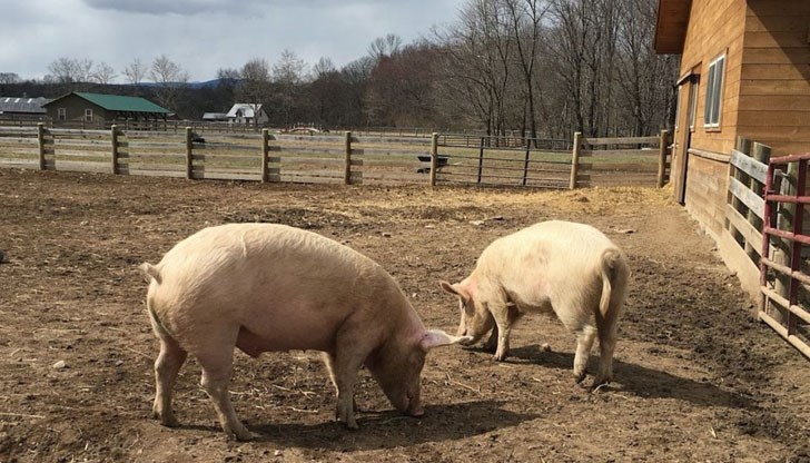 Това е становището на инициативата “Зелени закони”, които обръщат внимание на възникналите проблеми