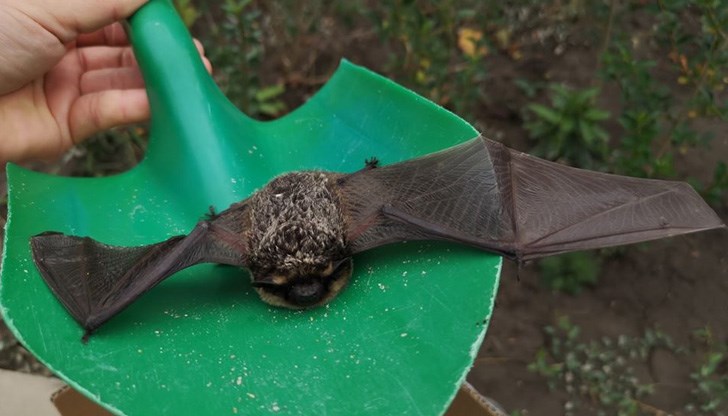 Животното е било в безпомощно състояние в центъра на града