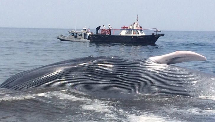 За първи път американски биолози успяха да измерят сърдечният ритъм на син кит – най-голямото живо същество на земята