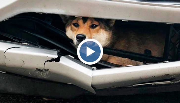 Блъснато куче се вози 25 км в бронята на кола