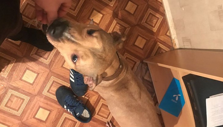 Собственикът предлага възнаграждение