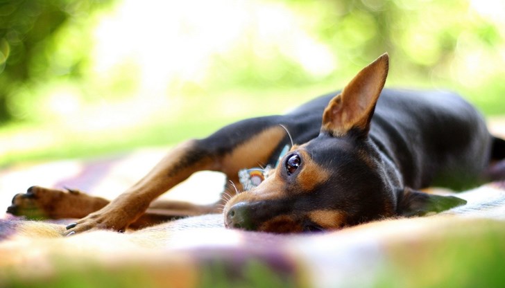 Убитото животно е намерено на улица в село Гомотарци вчера от собственика му