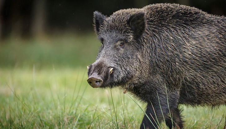 Първи случай при диви свине в Кюстендилска област