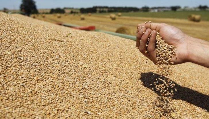 България се нарежда на челните места на планетата по износ на пшеница