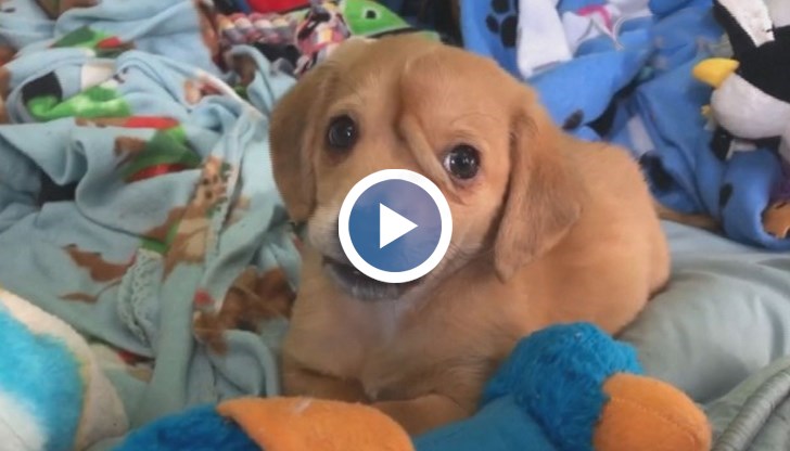 Ветеринарят на приюта твърди, че не е виждал, нито е чувал за подобно нещо