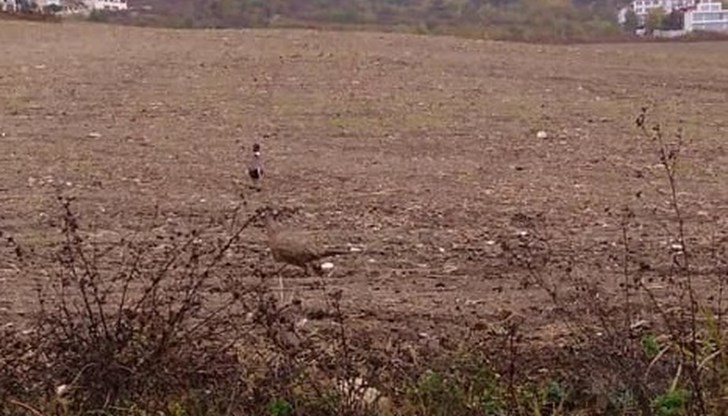 Всичко да мре, важното е парата да се усвои от някой новоизлюпен ,,земеделец"!