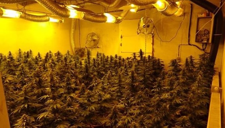 Сръбската полиция откри подземна плантация и лаборатория за марихуана в близост до Белград